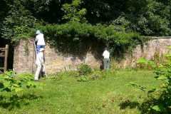 Volunteers clearing ivy from lake garden wall