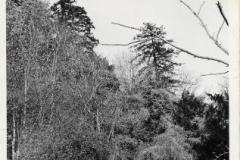 1970 view to garden Newark Park