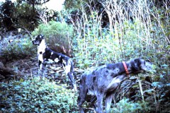 Great Danes Max and Misty Newark Park