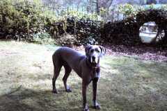 Great Dane Portia at  Newark Park