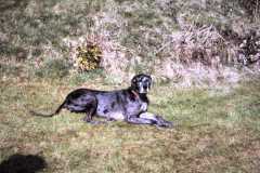 Great Dane Misty at Newark Park