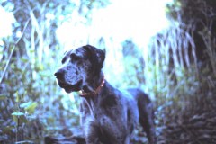 Great Dane Misty at Newark Park