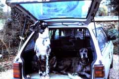 Great Danes Max and Misty Newark Park