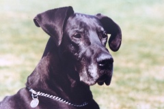 Great Dane Trudy at Newark Park