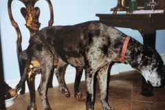 Great Dane Misty in the hall  at Newark Park
