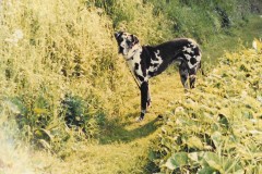 Max-Newark-Park