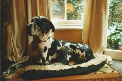 Great Dane Max