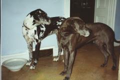 Great Danes Max and Portia in the hall at Newark Park