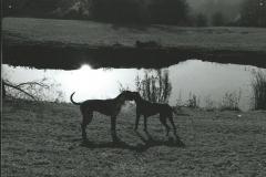 Great Danes Max and Portia at Newark Park