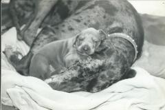 Great Dane Misty with newly born Portia, Newark Park