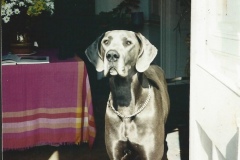 Great Dane Portia in the garden hall Newark Park