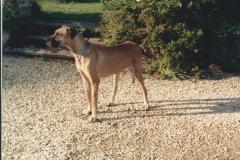 Great Dane Shardi at Newark Park