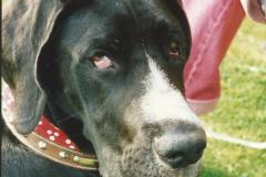 Great Dane Boston at Newark Park