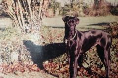 Great Dane Trudy at Newark Park