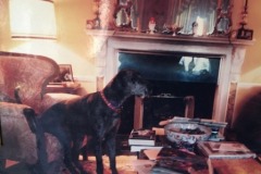 Great Dane Misty Newark Park