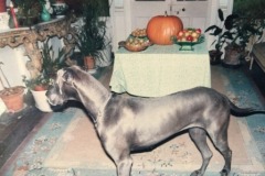 Great Dane Portia at Newark Park