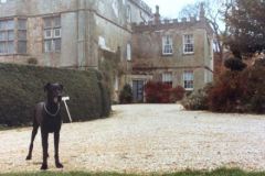 Great Dane Trudy at Newark Park