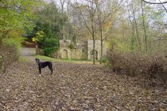 Great Dane Boston at the  castle folly Newark Park