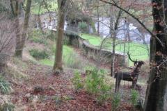 View to lake Newark Park