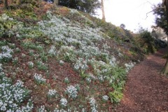 Snowdrops Newark Park