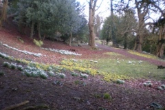 Snowdrops/aconites Newark park