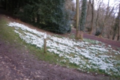 Snowdrops Newark Park