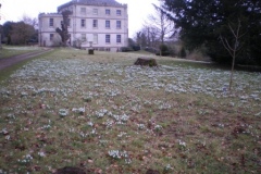 Snowdrops Newark Park