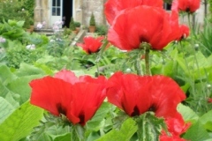 east walled garden Newark Park