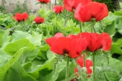 East walled garden Newark Park