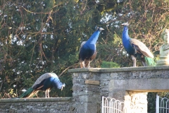 Peafowl Newark Park