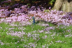 Peafowl Newark Park