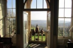 Peafowl Newark Park