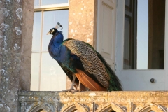 Peafowl Newark Park