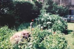 Exotic visitor in the garden!