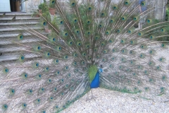 Peafowl Newark Park