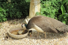 Peafowl Newark Park