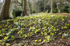 aconites