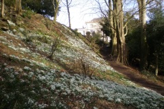 snowdrops