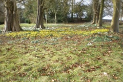 snowdrops-aconites