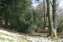 snowdrops