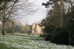 snowdrops