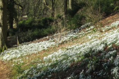 snowdrops