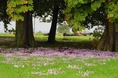 Spring cyclamen