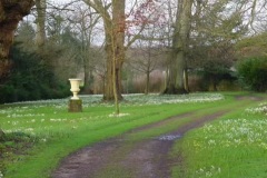 snowdrops
